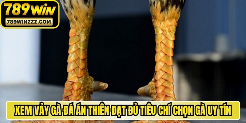 Xem vảy gà đá Án Thiên đạt đủ tiêu chí chọn gà cực kỳ uy tín